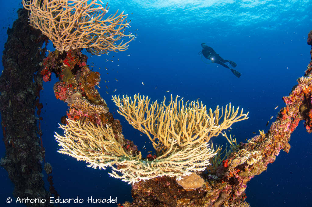 Diver at the wreck of the Iro in Palau