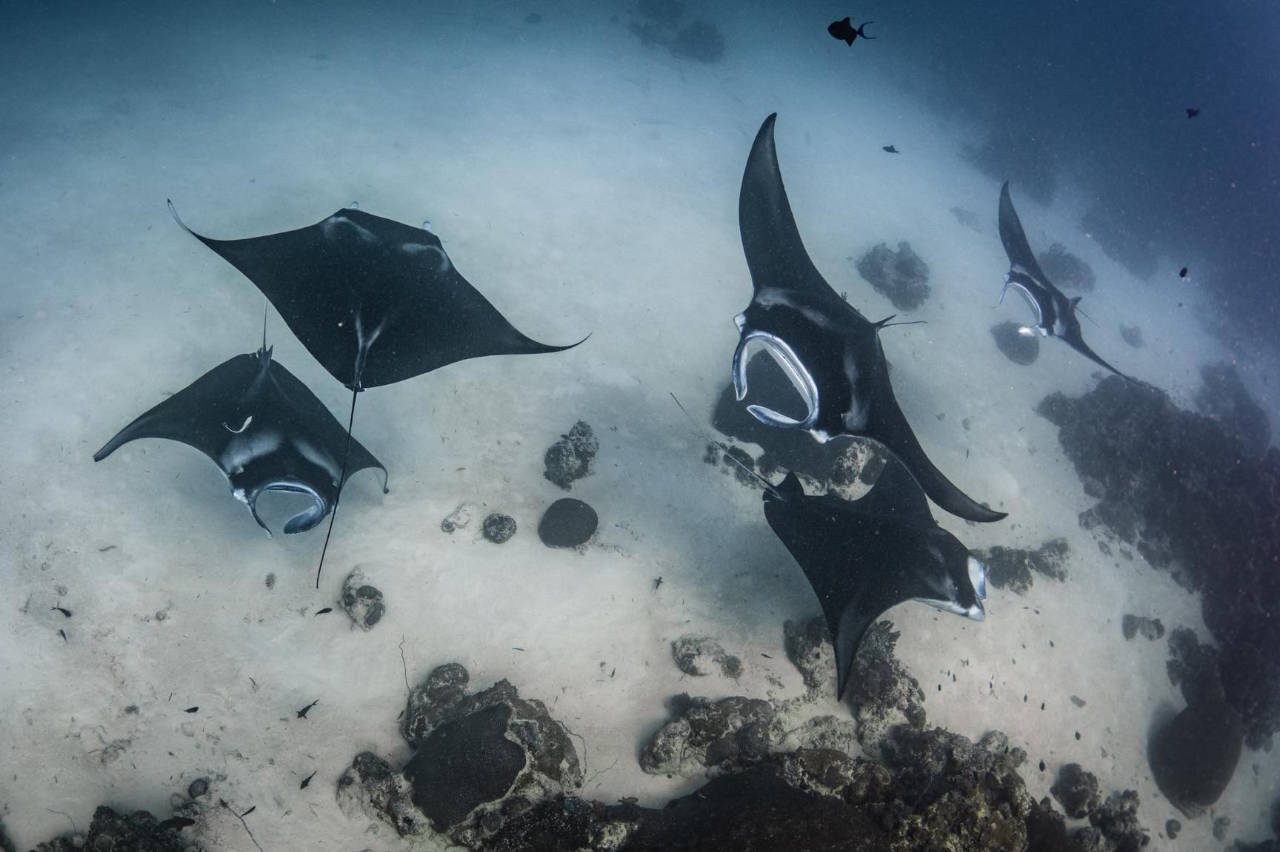 Manta Rays at German Channel Palau