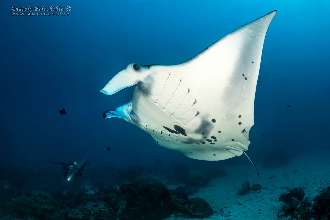 Liveaboard Diving at German Channel Palau