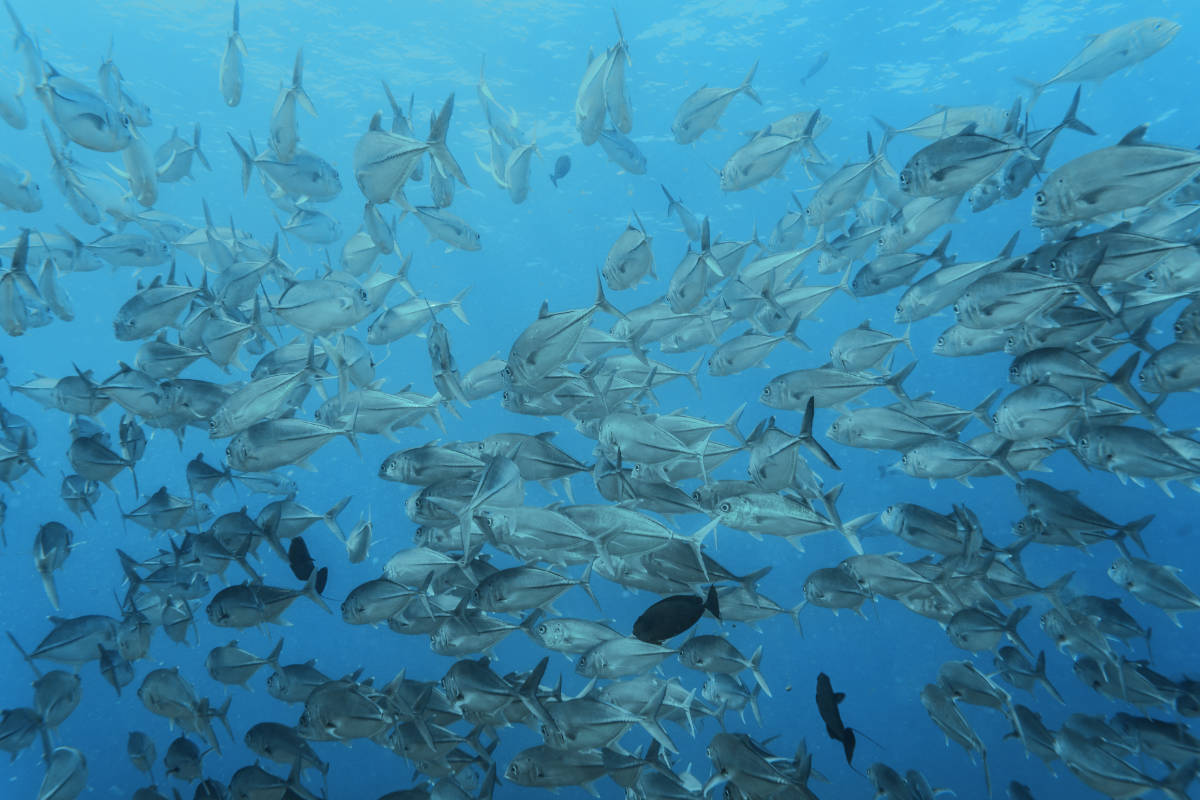 Schooling Fish at Ulong Channel Palau