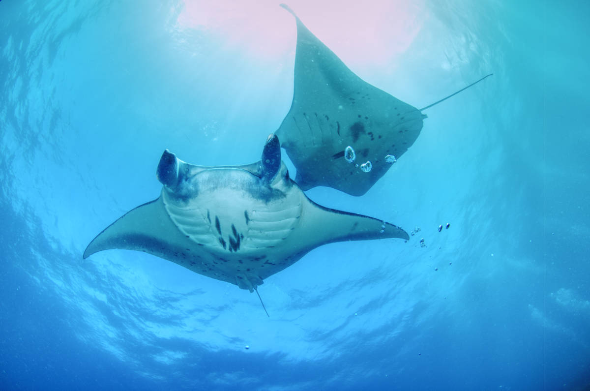 Manta Ray at German Channel Palau